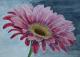 Gerbera Gerbera