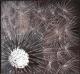 Pusteblume 1--- Pusteblume 1---