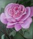 rosa Rose rosa Rose