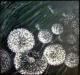 Pusteblume 3--- Pusteblume 3---