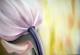 Tulpe Tulpe